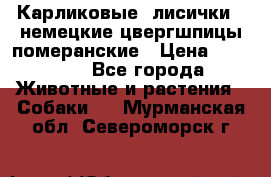 Карликовые “лисички“  немецкие цвергшпицы/померанские › Цена ­ 35 000 - Все города Животные и растения » Собаки   . Мурманская обл.,Североморск г.